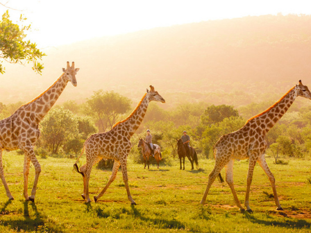 Luxury 7 night Safari